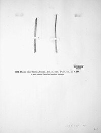 Diaporthe subordinaria image